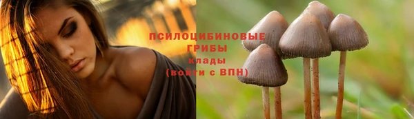 гашик Алексин